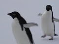 FUN : Manchot sans parole