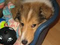 Meine Colliehündin Schnuffel-Nelly :-) Meine Colliehündin Schnuffel-Nelly :-)