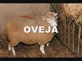 SONIDOS DE ANIMALES.wmv