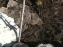 stupid-stick-bug.html
