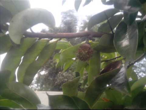 Growing soursop from seed to fruit