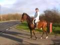 videos de 10 yrs 15 hh Bay Warmblood Witham