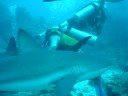 nadando con tiburones