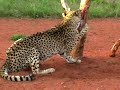 cheeta\ cheeta\