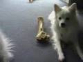 Prissy's American Eskimo Dogs Fall Asleep