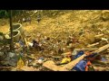 Philippine mines to 'close' after landslide