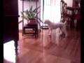 videos de VIDEO 018