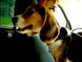 Beagle puppy sings Dixie Chicks Landslide Beagle puppy sings Dixie Chicks Landslide