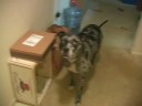 Brix The Pitbull Pup Brix The Pitbull Pup
