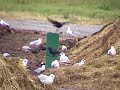 Crow Vending Machine