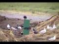 Crow Vending Machine