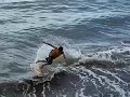 Ha daGat. . .