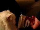 cats love ice cream too