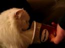 cats love ice cream too