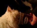 cats love ice cream too