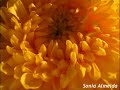sol nascente em flor