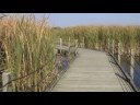 The Horicon Marsh