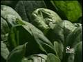E. coli Study Results Presented At Ag Industry Conference.