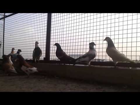 indian pigeon - Haji Babbu the finest collection of rangeens under one roof.He is a humble, pleasant and a noble man with a huge and the finest collection of pigeons. kabuta...