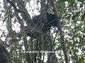 OSO FRONTINO (Tremarctos ornatus) SILVESTRE - VENEZUELA