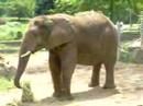 Elephant Eating at Cleveland Metropark Zoo Elephant Eating at Cleveland Metropark Zoo