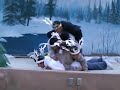 dog   pile