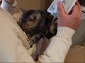 ??????????????A massager with the cat massage