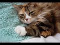 In memory of our cat Gribouille