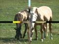 videos de Koně z Tisovnice - srpen 2008