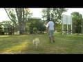 adiestramiento canino para cine - cachorros graciosos