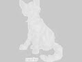 Feathertail- Love Profusion Feathertail- Love Profusion