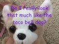 Oh Chihuahua Webkinz Style
