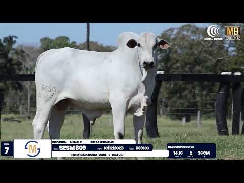 2� DE OLHO NA FAZENDA NELORE SESMARIAS