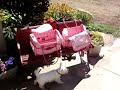 Westies go to the country