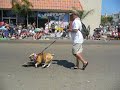 Tyson the skateboarding dog!