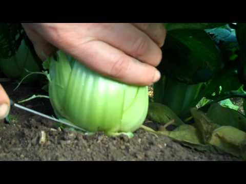 how to harvest bok choy