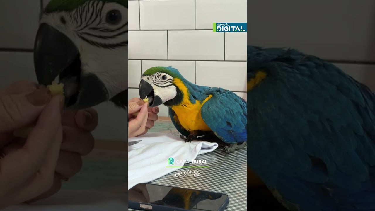 Veterinário mostra fase importante no desenvolvimento de filhote de arara