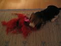 BEAGLE ELVIS KILLS BARBIE