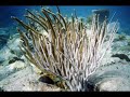 Underwater Saint Barthelemy