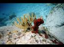 Underwater Saint Barthelemy