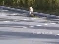 SKATEBOARDING  DOG ??????  CRAZY!