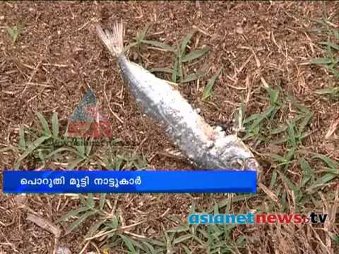 Pesticide use to dry fish :Kozhikode News: Chuttuvattom 14th Nov 2013 ചുറ്റുവട്ടം