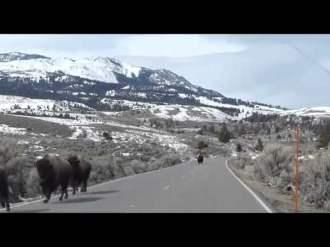 YELLOWSTONE - Although the video tells us little, concerns about the Yellowstone supervolcano have increased since Sunday's biggest earthquake to hit the area in over 30 y...