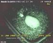 Komodo Dragon hatching from a parthenogenetic egg