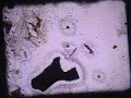 Flypaper