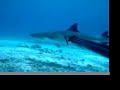 Coral Sea Teaser