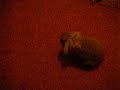 Bulby does a double roll Bulby does a double roll