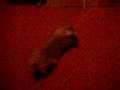 Bulby does a double roll