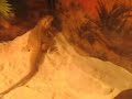 Sparty the bearded dragons\ Sparty the bearded dragons\