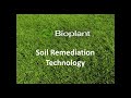 Bioplant Heavy Metal Soil Remediation